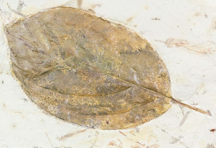Fossil Dogwood Leaf - Montana #56205